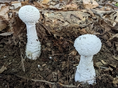 Saproamanita