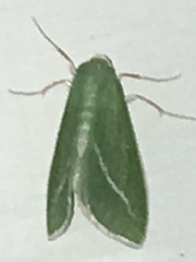Chlorosea margaretaria