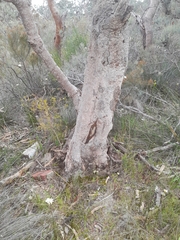 Banksia menziesii