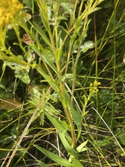 Solidago ohioensis