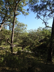 Eucalyptus urophylla