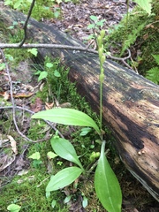 Liparis loeselii