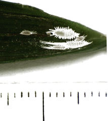 Laminicoccus flandersi