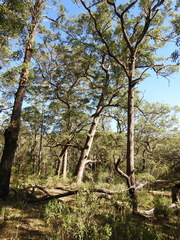 Eucalyptus urophylla