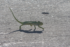 Chamaeleo zeylanicus