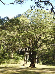Eucalyptus urophylla