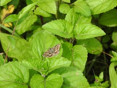 Pyrginae
