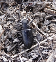 Cicindela nebraskana