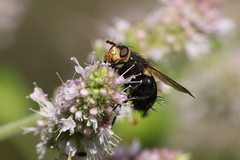 Tachininae