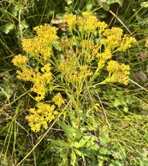 Solidago ohioensis