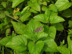 Pyrginae