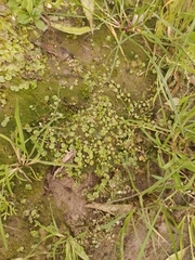 Epilobium nummulariifolium