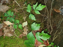 Xanthorhiza simplicissima