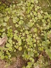 Epilobium nummulariifolium