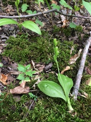 Liparis loeselii
