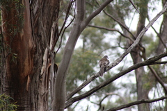 Anthochaera paradoxa