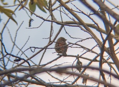 Emberiza leucocephalos