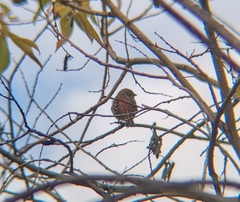 Emberiza leucocephalos