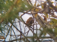 Emberiza leucocephalos