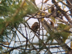 Emberiza leucocephalos