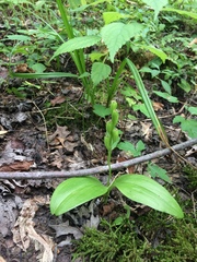 Liparis loeselii