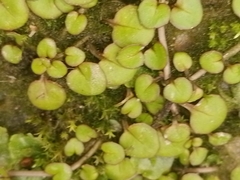 Epilobium nummulariifolium