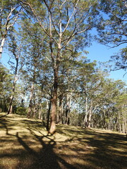 Eucalyptus urophylla