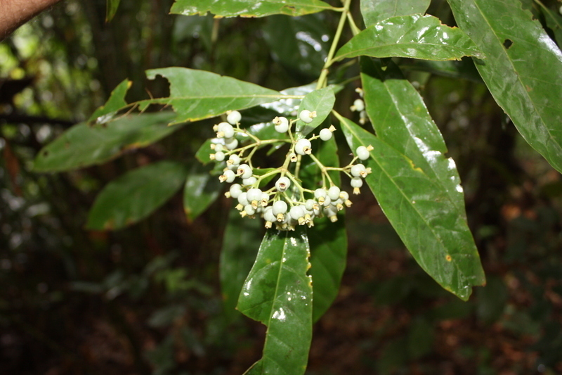 Pavetta corymbosa