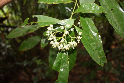Pavetta corymbosa
