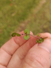 Epilobium nummulariifolium