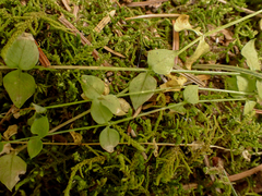 Stellaria crispa