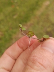 Epilobium nummulariifolium