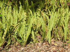 Nephrolepis cordifolia