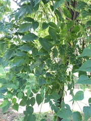 Millingtonia