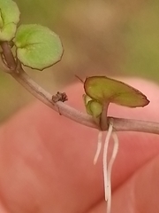 Epilobium nummulariifolium