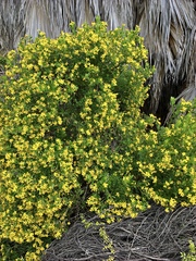Osteospermum moniliferum