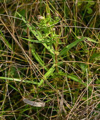 Symphyotrichum boreale