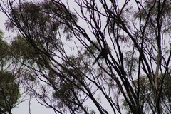 Anthochaera paradoxa