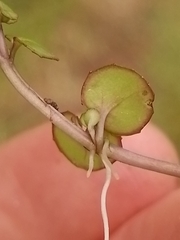 Epilobium nummulariifolium