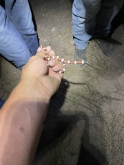 Lampropeltis gentilis