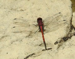 Trithemis lilacina