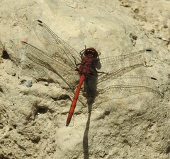 Trithemis lilacina
