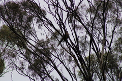 Anthochaera paradoxa