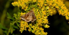 Anagrapha falcifera