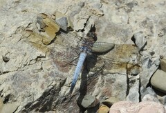 Orthetrum caledonicum