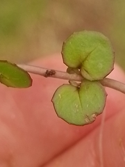 Epilobium nummulariifolium
