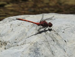 Trithemis lilacina