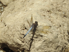 Orthetrum caledonicum
