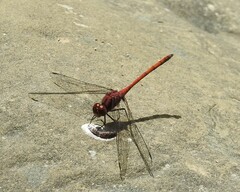 Trithemis lilacina
