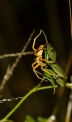 Pisaurina
